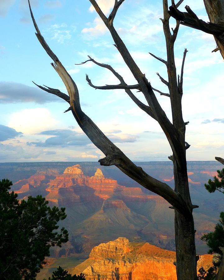 Grand Canyon Tree Photograph by Toby McGuire