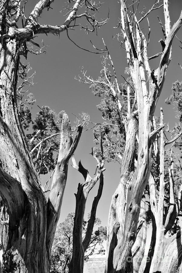 Grand Canyon Trees Photograph by Sharron Cuthbertson
