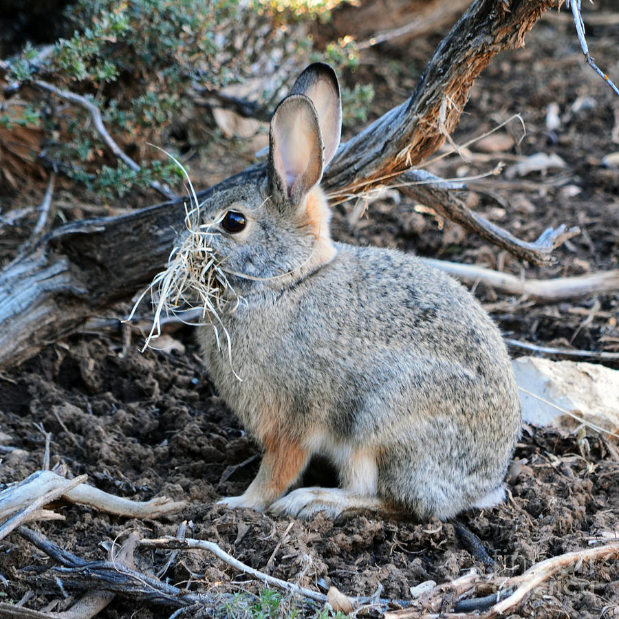 Grand Canyon National Park Photograph - Grand Canyon Wildlife Rabbit Square by Shawn OBrien