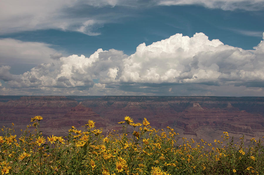 Grand Canyon With Flowers In Foreground Photograph by Carolyn Hebbard