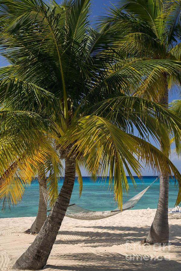 Grand Cayman Hammock Photograph by Brian Jannsen