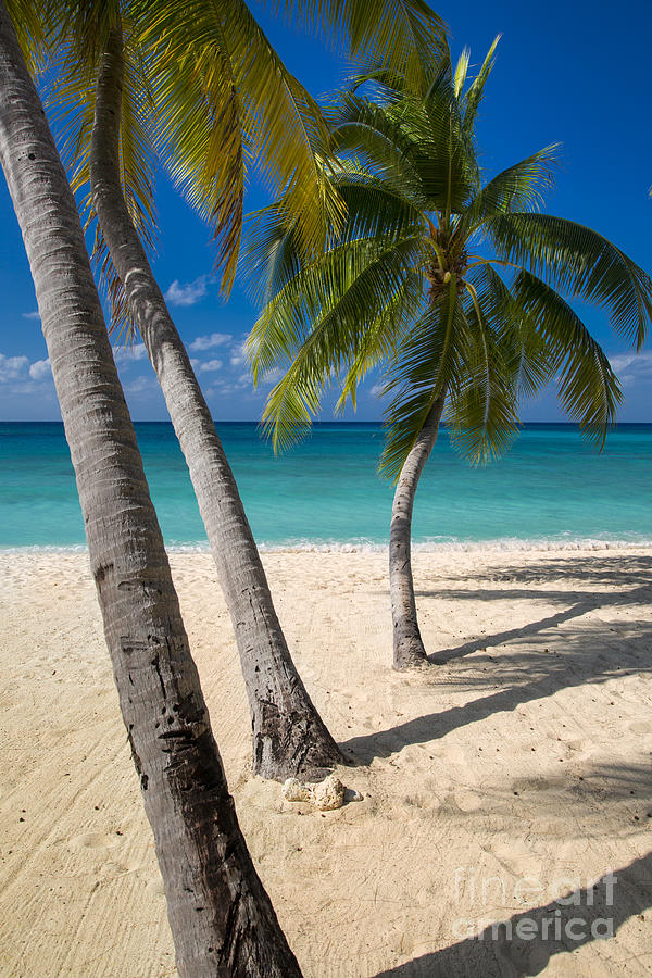 Grand Cayman Palm Trees Photograph by Brian Jannsen