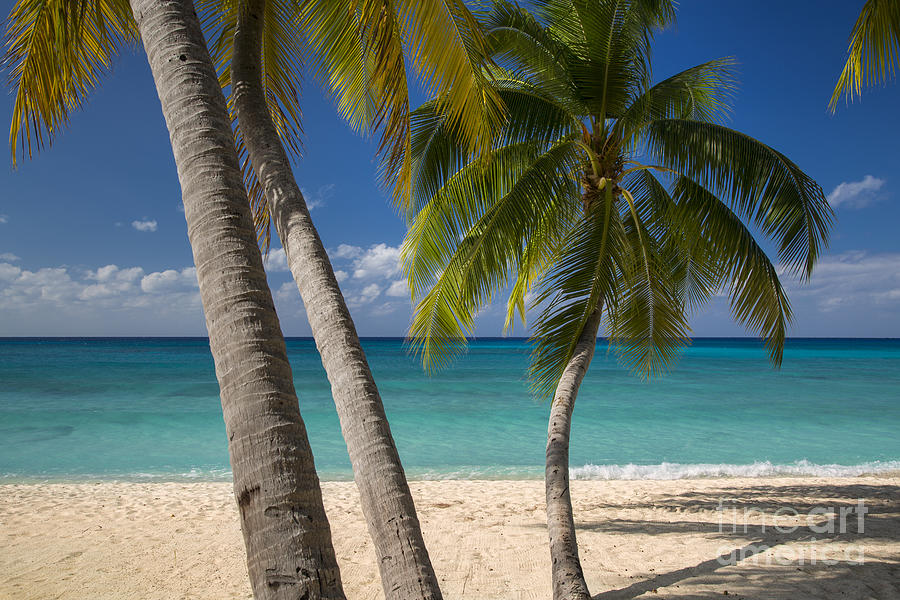 Grand Cayman Palms Photograph by Brian Jannsen