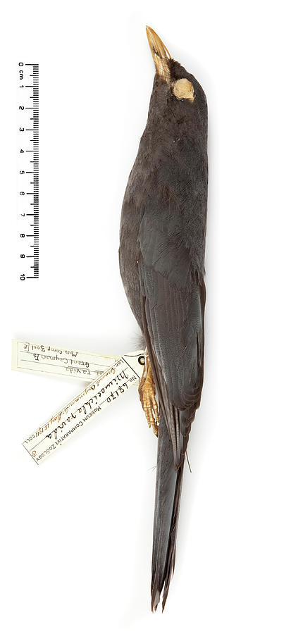 Grand Cayman Thrush Photograph by Natural History Museum, London/science Photo Library