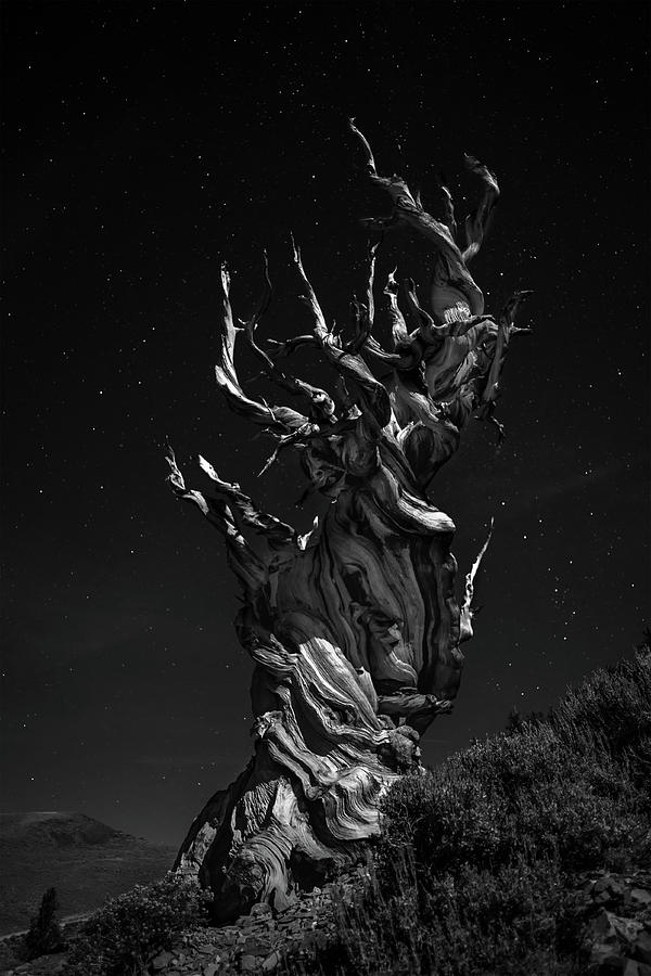 Black And White Photograph - Grand, Grand, Grand-pas Tree by Simon Chenglu