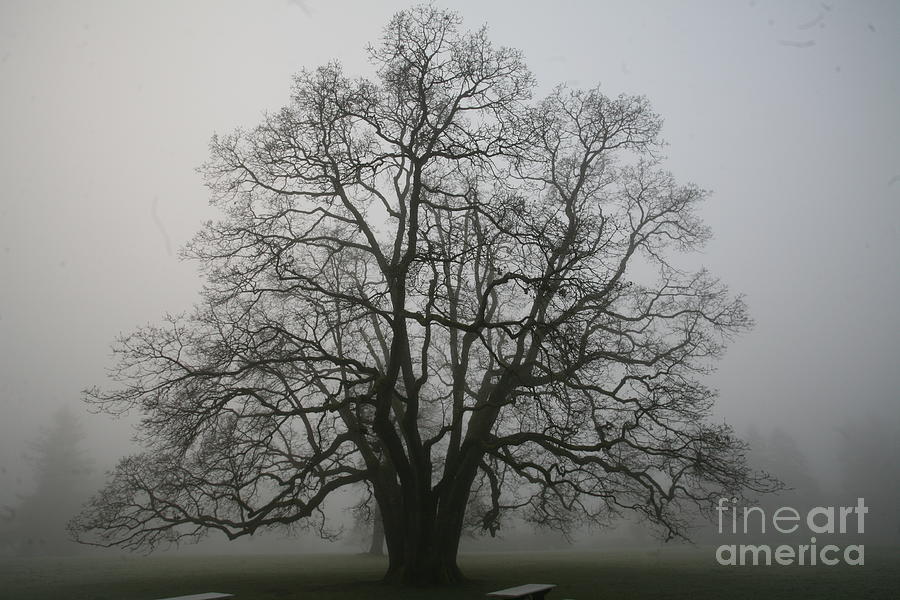 Grand Oak Tree Photograph by Rich Collins