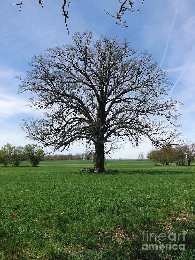 Grand old tree season spring Photograph by Gerald Strine - Pixels