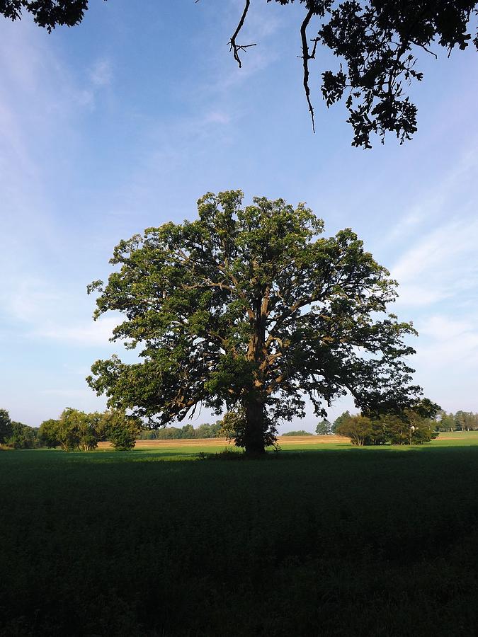 Grand Old Tree Season Summer Photograph by Gerald Strine - Fine Art America