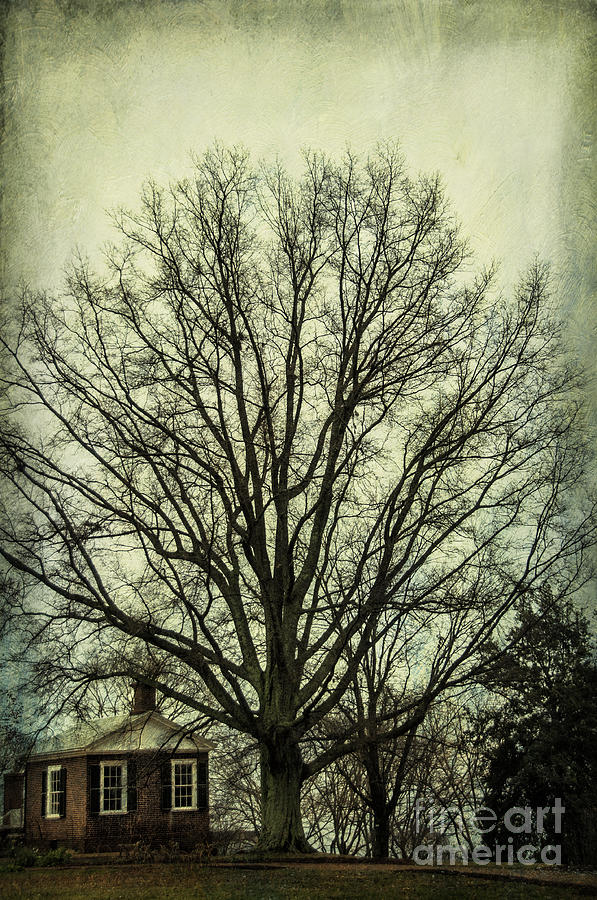 Thomas Jefferson Photograph - Grand Old Tree by Terry Rowe