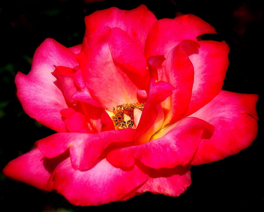 Grand Passion Rose Photograph By Rosanne Jordan 4720