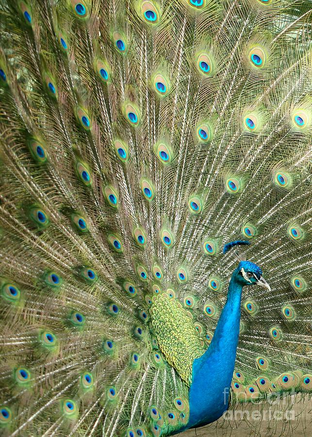 Bird Photograph - Grand Peacock by Sabrina L Ryan
