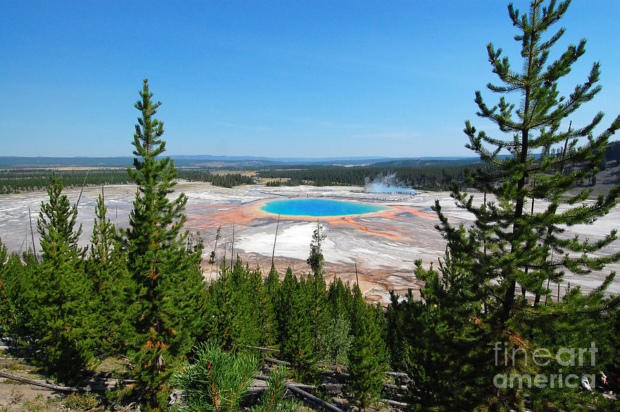 Grand Prismatic Between Trees Photograph by Debra Thompson
