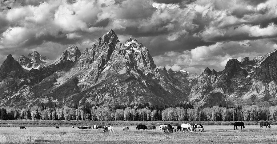Grand Teton Horses Photograph by Max Waugh