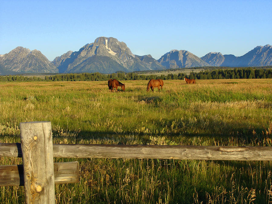 Grand Teton Horses Photograph By Stacy Abbott - Fine Art America