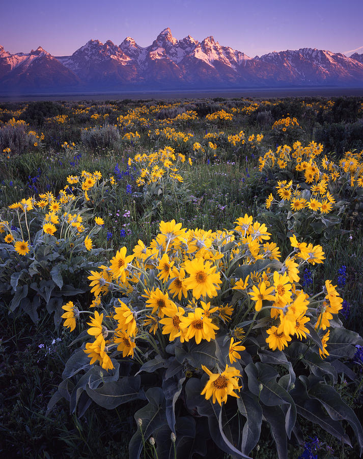 Grand Teton Mule Ears Photograph by Ray Mathis