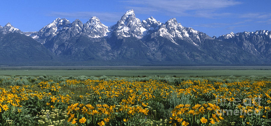 Grand Teton Summer Photograph by Sandra Bronstein