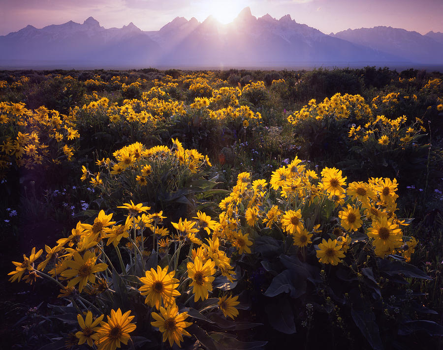 Grand Teton Wildflowers Photograph by Ray Mathis