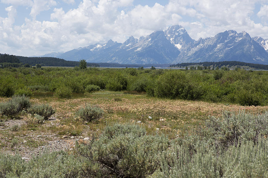 Grand Tetons from Willow Flats Photograph by Belinda Greb