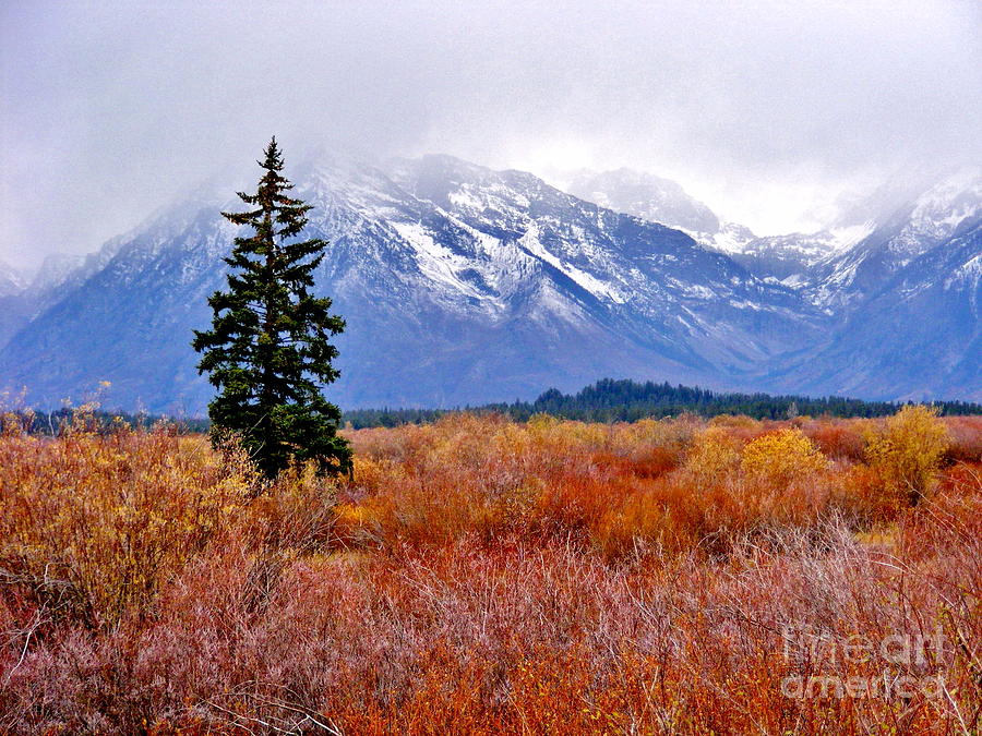 Grand Tetons Morning Snow Photograph by Marilyn Smith