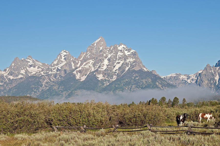 Grand Tetons over Horse Farm Photograph by Natural Focal Point Photography
