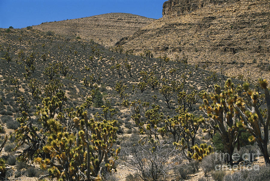 Grand Wash Cliffs, Arizona Photograph by Mark Newman