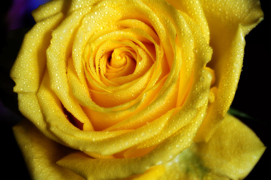 Grandeur of Nature. Yellow Rose II Photograph by Jenny Rainbow