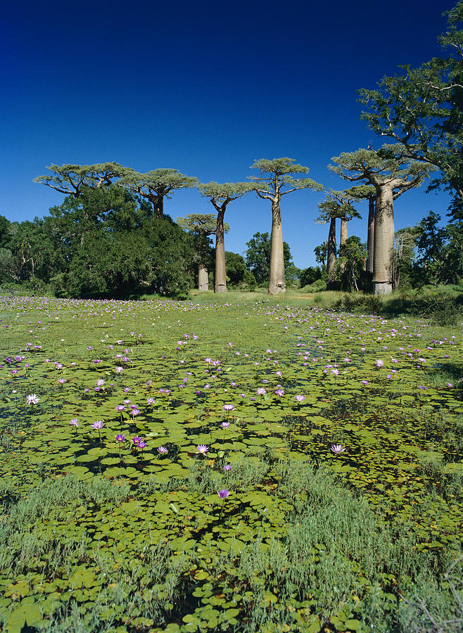 Grandidiers Baobab Trees And Waterlilies Photograph by Konrad Wothe