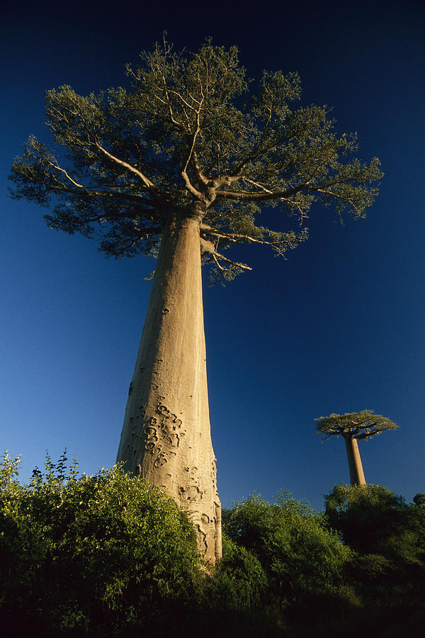 Nature Photograph - Grandidiers Baobab Trees Madagascar by Konrad Wothe