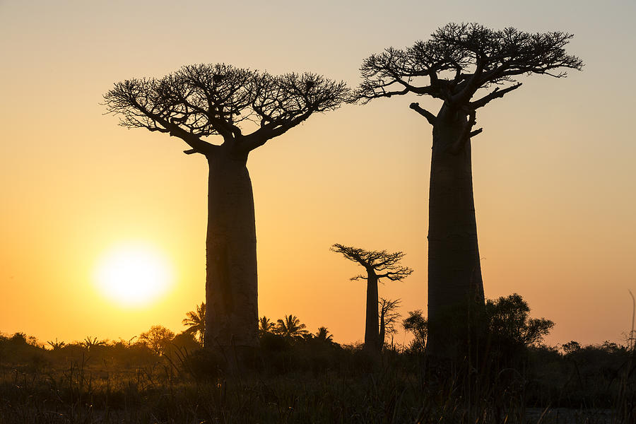 Grandidiers Baobabs At Sunset Madagascar Photograph by Konrad Wothe