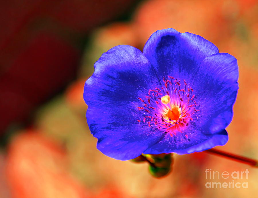 Grandiflora Blue Photograph by Gwyn Newcombe