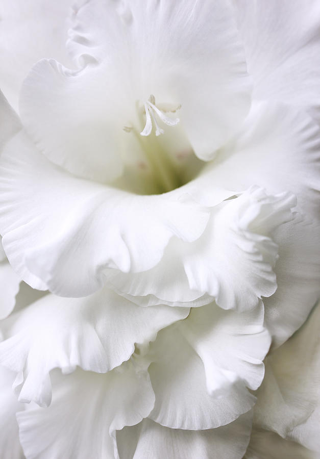 Grandiose White Gladiola Flower Photograph by Jennie Marie Schell