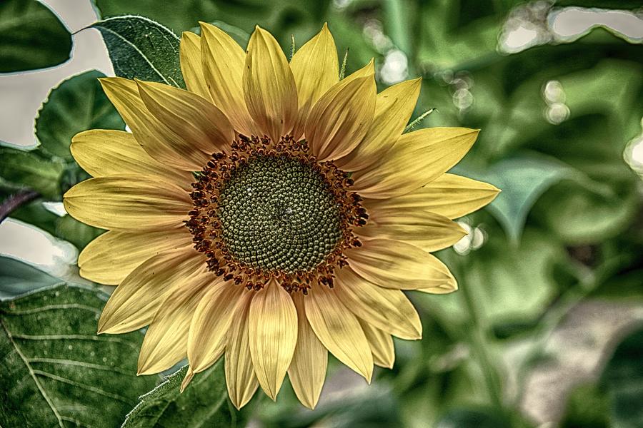 Grandma Carols Sunflower Photograph By Lynn Hopwood 