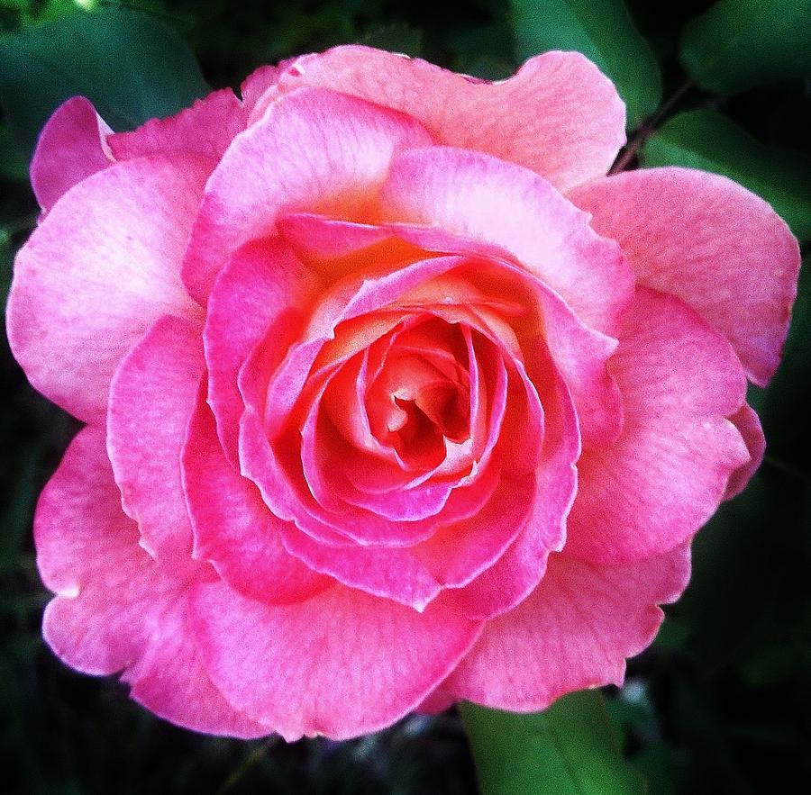 Rose Photograph - Grandma Tippys Rose by Daniel Thompson