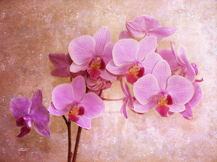 Grandmas Dream Orchid Photograph by Jutta Maria Pusl