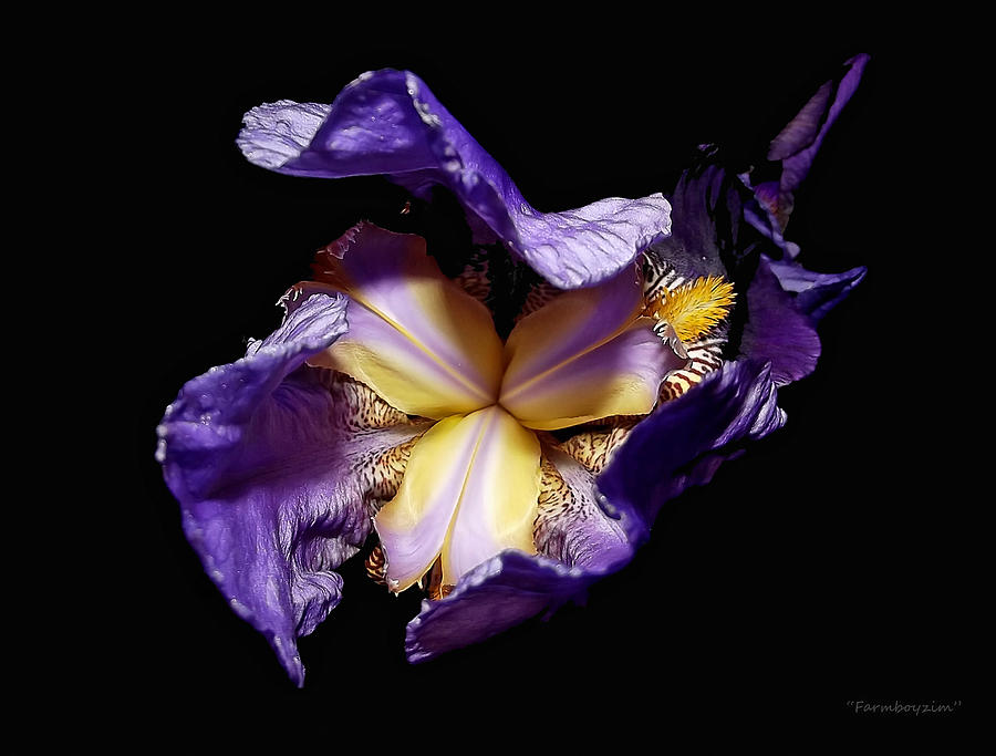 Grandmas Iriss  Photograph by Harold Zimmer