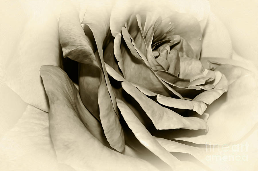 Grandmas Rose Photograph by Kaye Menner