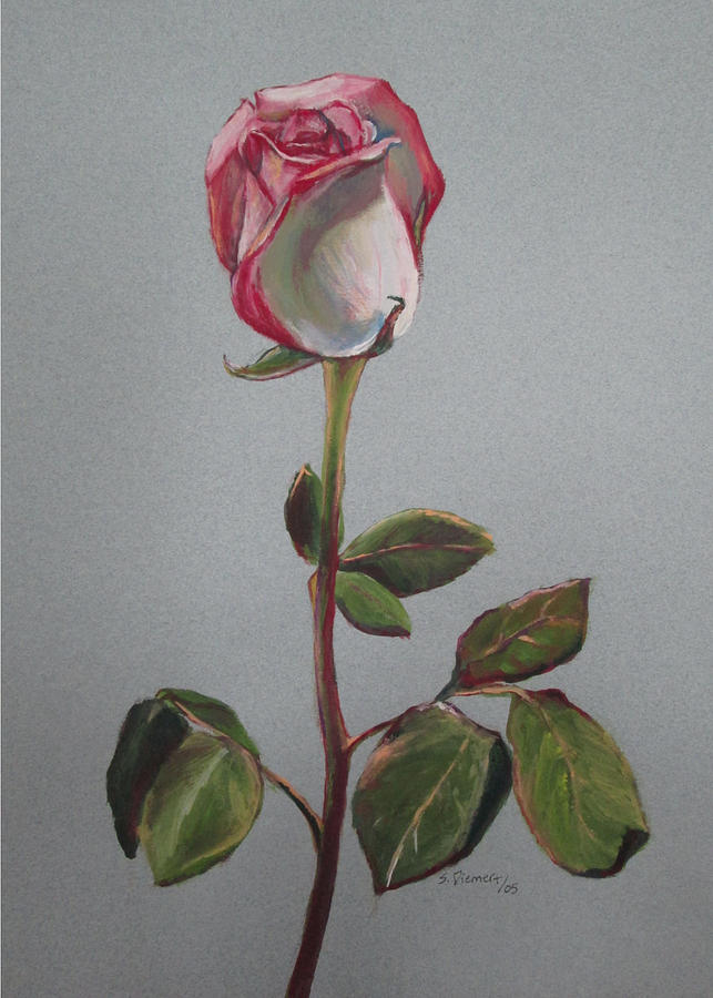 Rose Painting - Grandmas Rose by Sheila Diemert