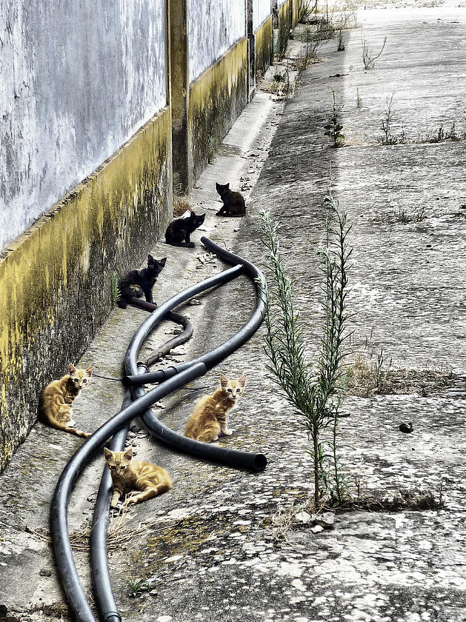 Grandola cats Photograph by Pedro Fernandez