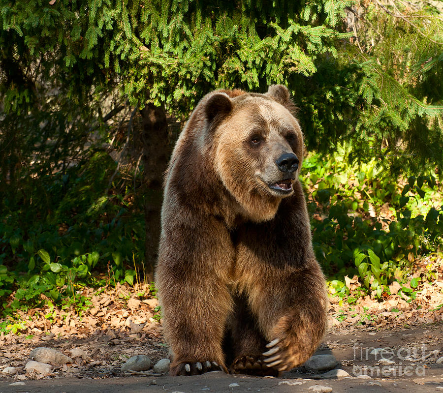 Grandpa Bear Photograph by Les Palenik