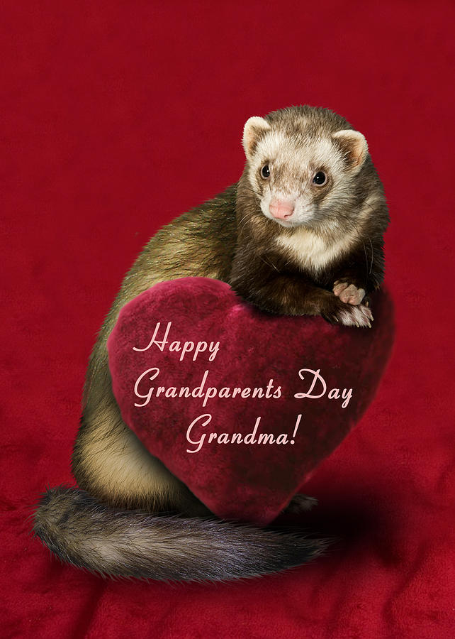 Grandparents Day Grandma Ferret Photograph by Jeanette K