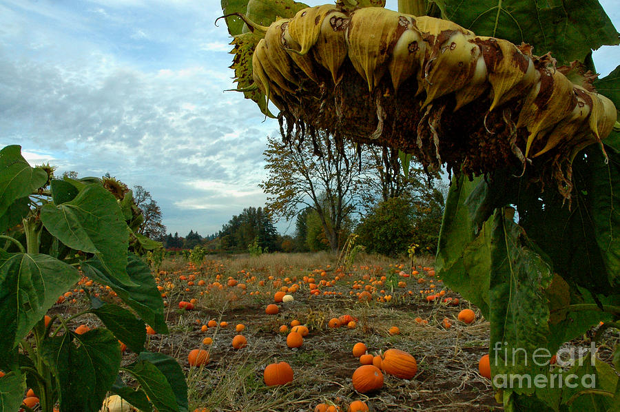 Pumpkin Photograph - Grandpas Pumpkin Patch by Nick Boren