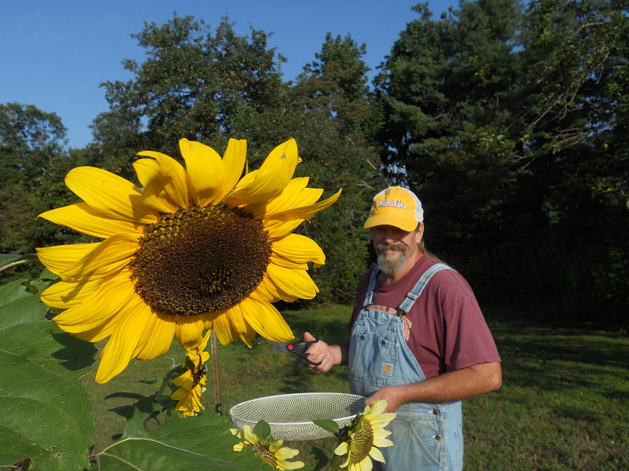 Grandpas Sunflowers Photograph by Diannah Lynch
