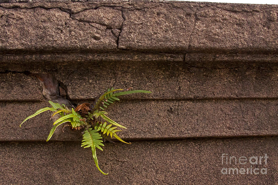 Granite Fern   #5708 Photograph by J L Woody Wooden