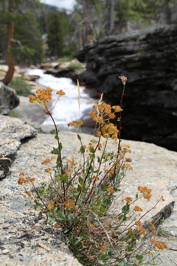Granite Flower Photograph by Diane Bohna
