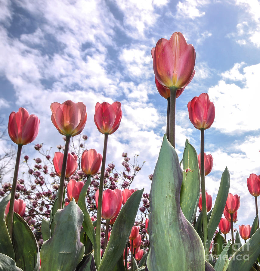 Grannys Tulips Photograph