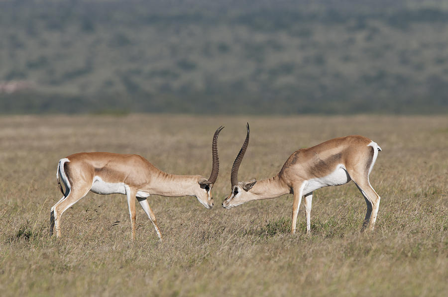 Grants Gazelle Bucks Facing Off  Kenya Photograph by Tui De Roy