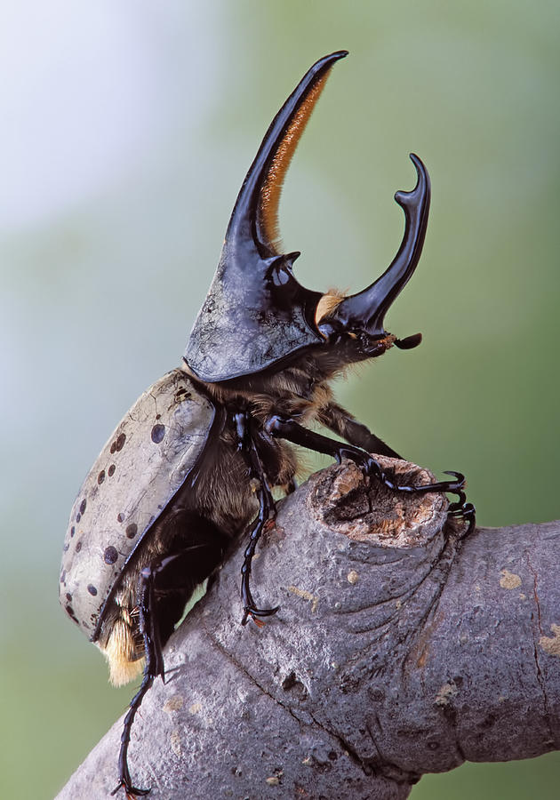 Wildlife Photograph - Grants Rhinoceros Beetle Dynastes granti by Robert Jensen