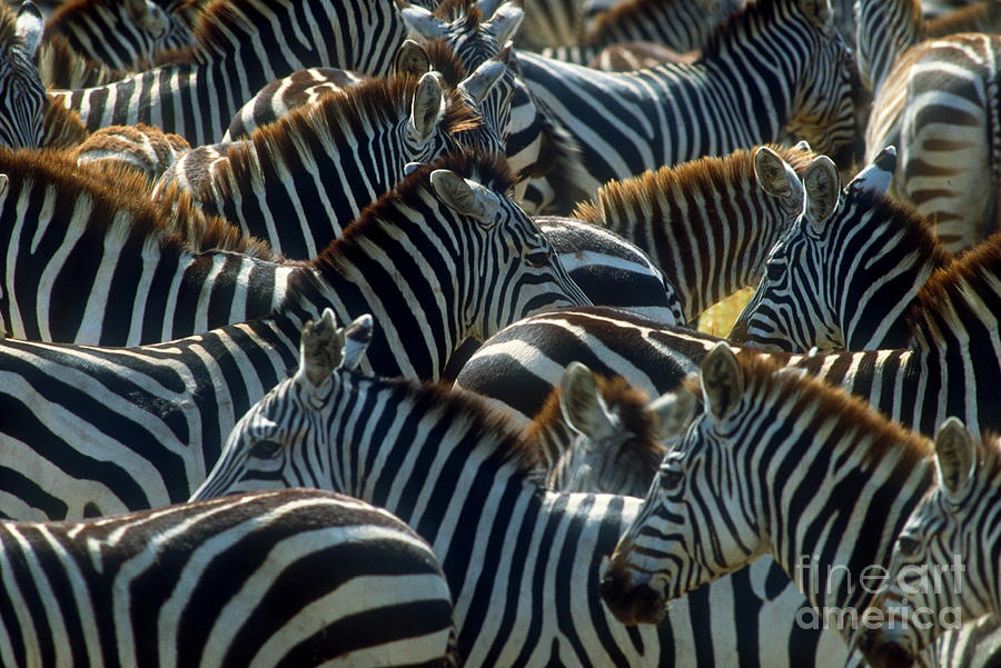 Grants Zebra Herd Photograph by Art Wolfe - Fine Art America