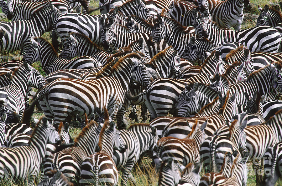 Grants Zebra Herd, Masai Mara Photograph by Art Wolfe