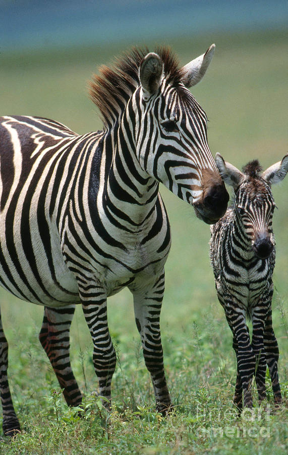 Grants Zebra With Young Photograph by W. Wisniewski